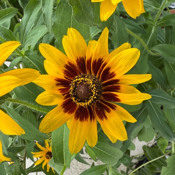 Meet your Posher, Rosie - Picture 6 of 7